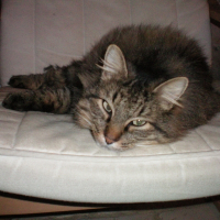 Photo de profil de Chat-malo