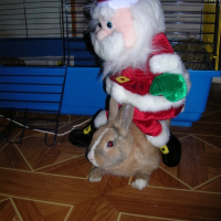 Photo de profil de Pépito
