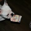 Photo de Decter, Bulldog Anglais