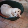 Photo de Bretzel