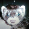 Photo de Lilou