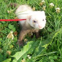 Photo de profil de Bugsy