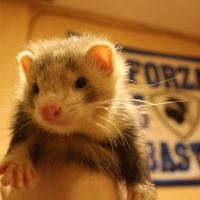 Photo de profil de Indiana