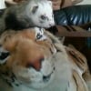 Photo de Lucky