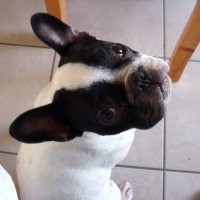 Photo de profil de Dixon
