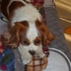 Photo de Chipo
