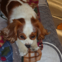 Photo de profil de Chipo