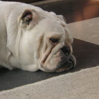 Photo de profil de Babou
