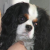 Photo de Avalanche, Cavalier King Charles Spaniel