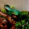 Photo de Zigouille, Lézard