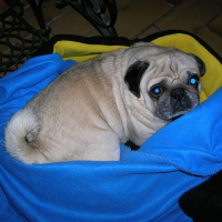 Photo de profil de Carlos