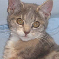 Photo de profil de Biscotte