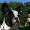 Photo de Eliott des gardiens de vénus, Bouledogue Français
