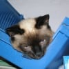 Photo de Minou