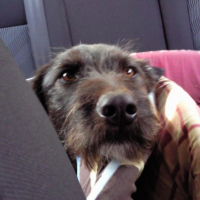 Photo de profil de Scarly