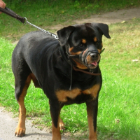 Photo de profil de Sultane