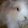 Photo de Minihopps, Lapin