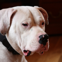 Photo de profil de Cassius
