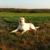 Photo de Deejay, Labrador Retriever