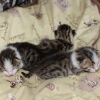 Photo de La triplette!!!