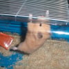 Photo de Pinki