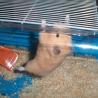 Photo de profil de Pinki