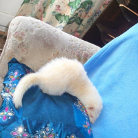 Photo de profil de Rubis