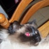 Photo de Fifi