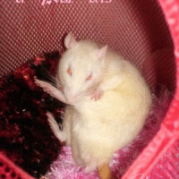 Photo de profil de Chou