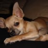 Photo de Deedee