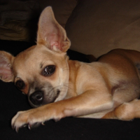 Photo de profil de Deedee