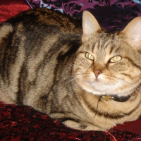 Photo de profil de Nanette