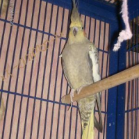 Photo de profil de Coco