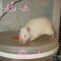 Photo de profil de Edward