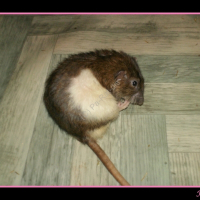 Photo de profil de Nezumi