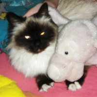 Photo de profil de Sapristie