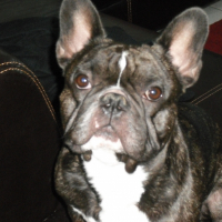 Photo de profil de Mambo