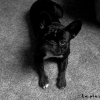 Photo de Althéa, Bouledogue Français