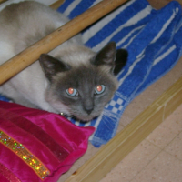 Photo de profil de Chanelle