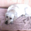 Photo de Apache