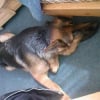 Photo de Danka, Berger Allemand