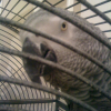 Photo de Coco
