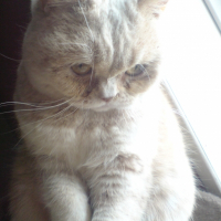 Photo de profil de Pom pom