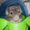 Photo de Boo