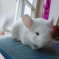Photo de profil de Epica