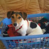 Photo de électra, Jack Russell Terrier
