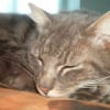 Photo de Tyson