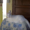 Photo de Indiana