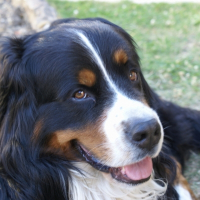 Photo de profil de Cooper