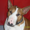 Photo de Cyrco, Bull Terrier